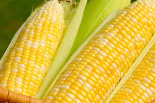 tepug jagung atau maizena tepung jagung terbaik untuk membuat kue pengetahuan tentang sejarah industri harga tepung jagung cara membuat jual manfaat kegunaan maizena gandum pembuatan makanan dari olahan guna tapioka sni kerupuk kue adalah bahan jenis macam resep