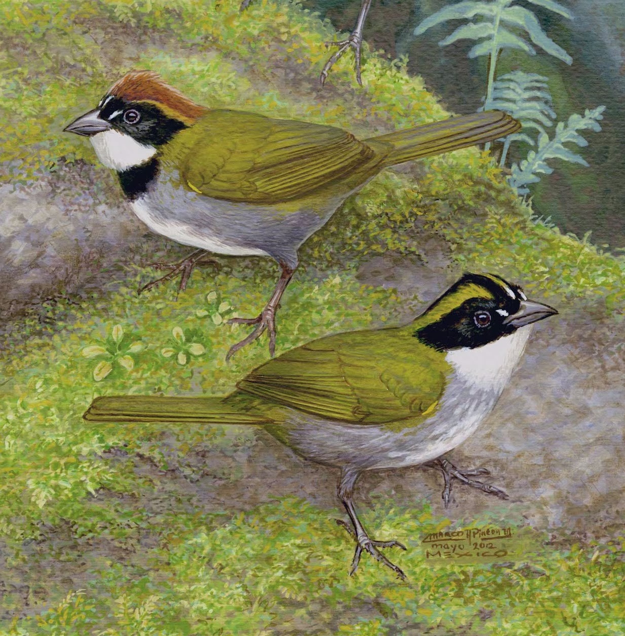 Species New to Science [Ornithology • 2013] Arremon kuehnerii