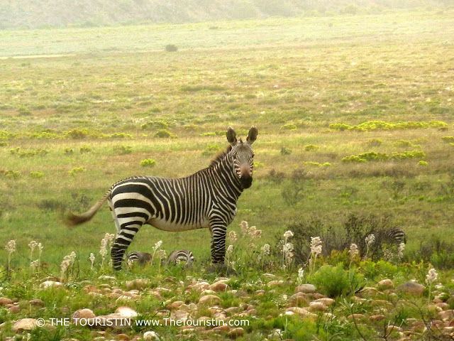 Zebra standing in a green field looking towards the camera; backsides of three other zebras in the distance.
