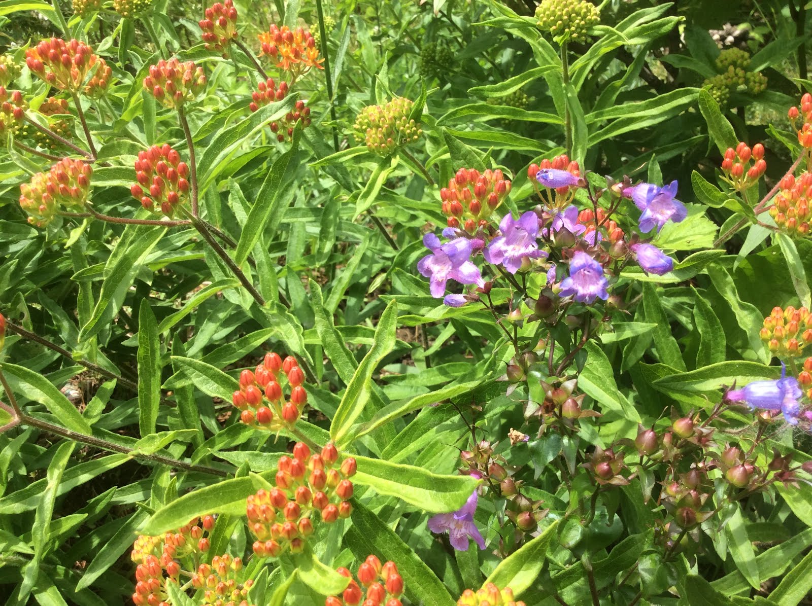 Asclepias and Penstemon