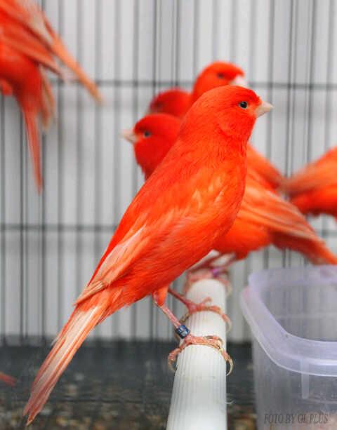 Cara paling mudah membedakan burung kenari jantan dan betina