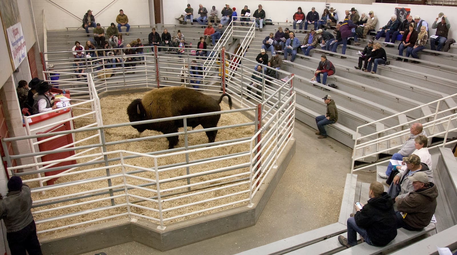 Benjamin Zack Photography Bison Auction