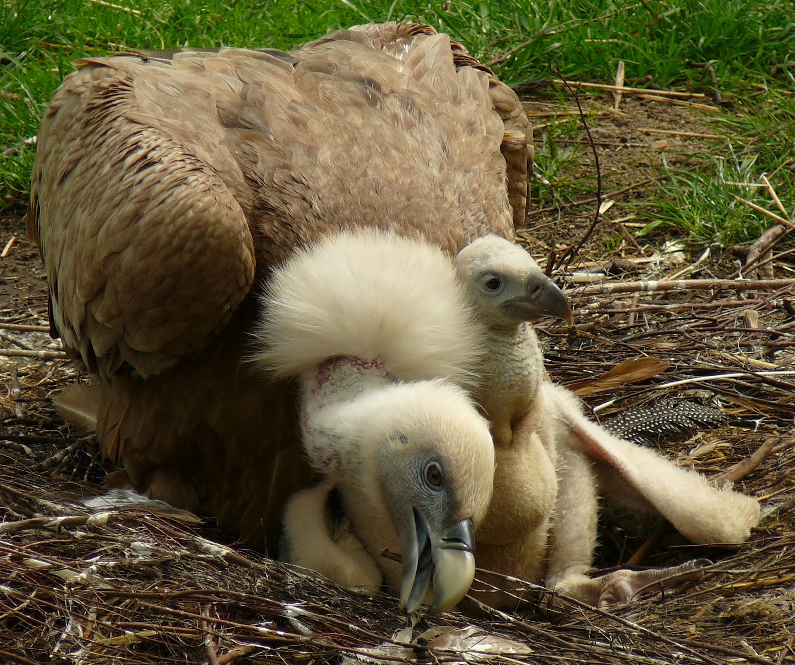 Fascinated by Vultures: 26 days old Eurasian Griffon Vulture chick