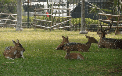Taman Kemang Pratama Bekasi Taman Kemang Pratama Bekasi
