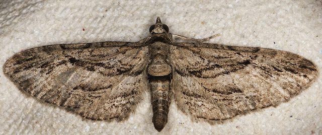 Cypress Pug, Eupithecia phoeniceata. Hayes, 31 August 2015. Cypress Pug, Eupithecia phoeniceata. Hayes, 31 August 2015.