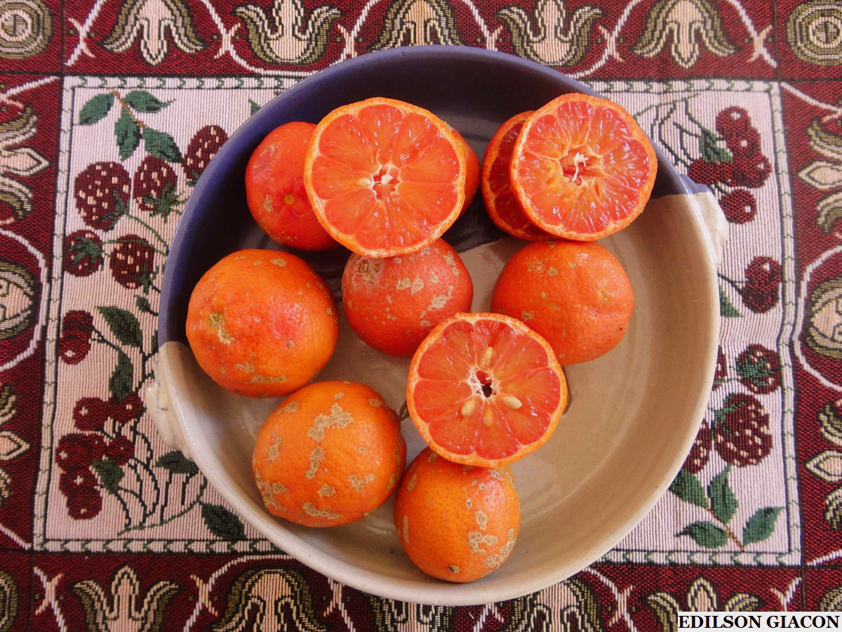 Viveiro Ciprest - Plantas Nativas e Exóticas: Limão Cravo Sanguíneo (  Citrus limonia )