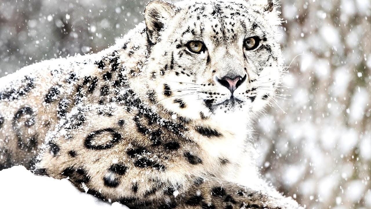 Why Are Snow Leopards Endangered - Danger Choices