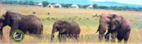 AMIGOS DA GORONGOSA NO FACEBOOK