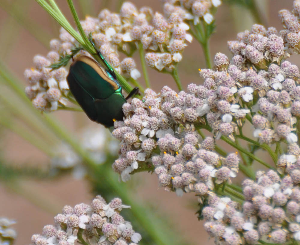 Mother Nature's Backyard A Waterwise Garden Green Fig Beetle (Figeater Beetle/ Green Fruit