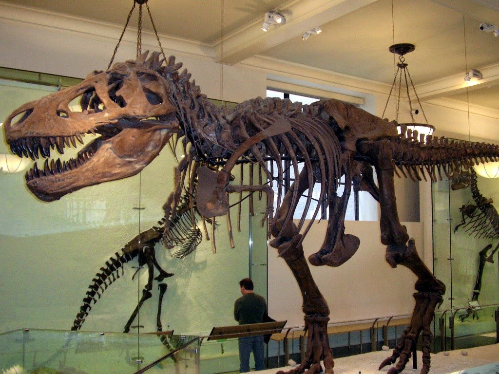 Dinosaurios en el Museo de Historia