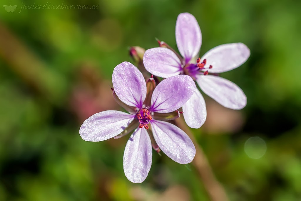 Bichos y plantas de León Hierba de San Roberto