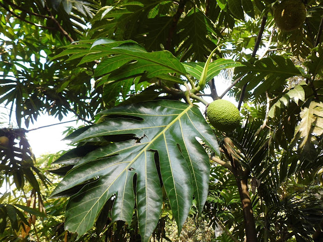 Sukun (Artocarpus Communis)