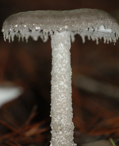 Diario de Campo: julio 2011