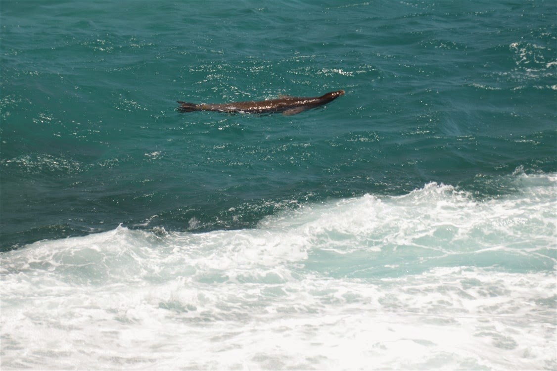 Oahu Photos Seal Sighting