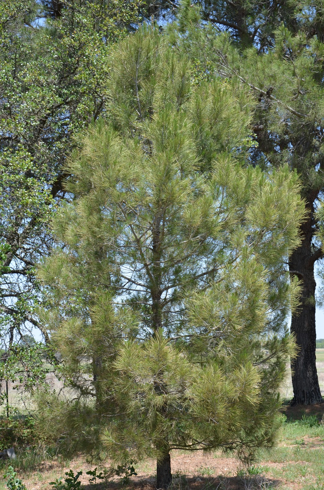 SUGAR MOON 5/1/11 6/1/11