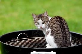 you know it cat poop what cat poop anyone for a barbecue oh you ll get ...