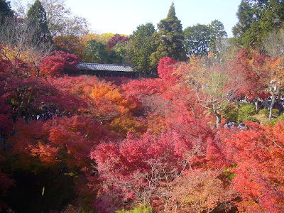 東福寺の紅葉　通天橋〔絶景〕