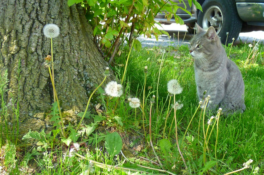 Bread Story: Sonntags- Pusteblumen