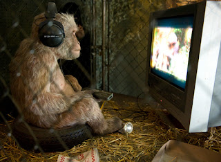 Monkey-Watching-TV.jpg