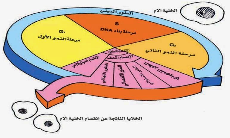 الخلايا الناتجه عن الانقسام المتساوي