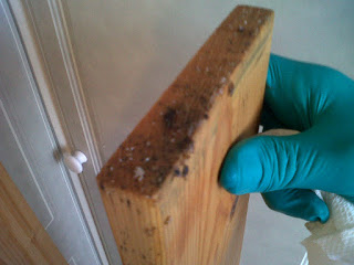 bed bug eggs are small and sticky.