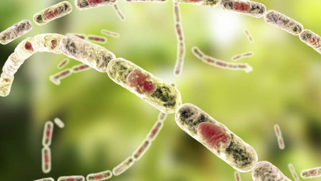 اكتشاف بكتيريا تُشبه بكتيريا الجمرة الخبيثة في أفريقيا