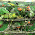 Over 500 Birds Stuffed In Tiny Cages Were Rescued
