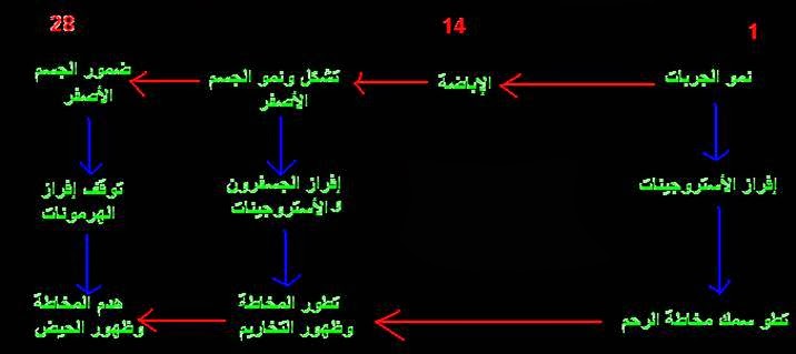 الدورة الشهرية والحيض ومراحل البويضة الملقحة بالصور بيتي بيديا