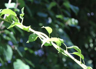 vining branch of kiwi plant