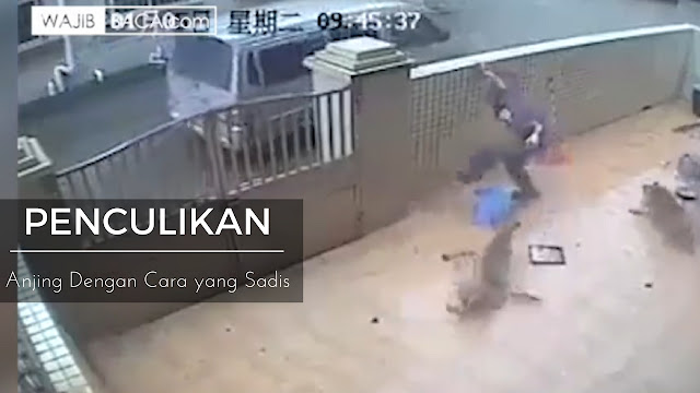 SADIS! Seperti Inilah Cara Maling Mencuri Anjing Orang SADIS! Seperti Inilah Cara Maling Mencuri Anjing Orang