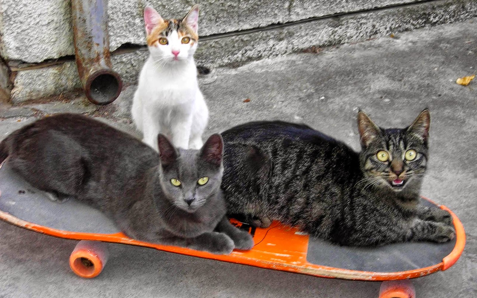 Кошка ездит. Кот катится. Скейт с котом. Кошка на скейтборде. Котик катается на скейте.