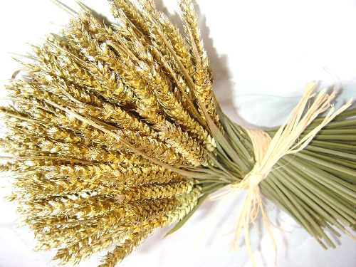 الحِزمة والباكورة _ كيرلس الإسكندري