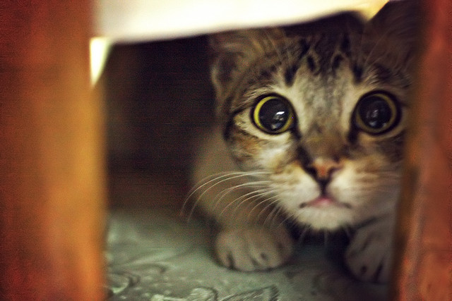 [Image: scaredy+cat.jpg]