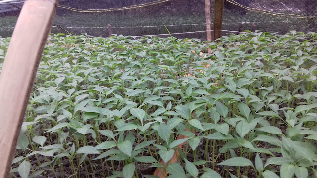 Pertumbuhan Tanaman Cabe Sangat Subur Saat Penyemaian Pertumbuhan Tanaman Cabe Sangat Subur Saat Penyemaian