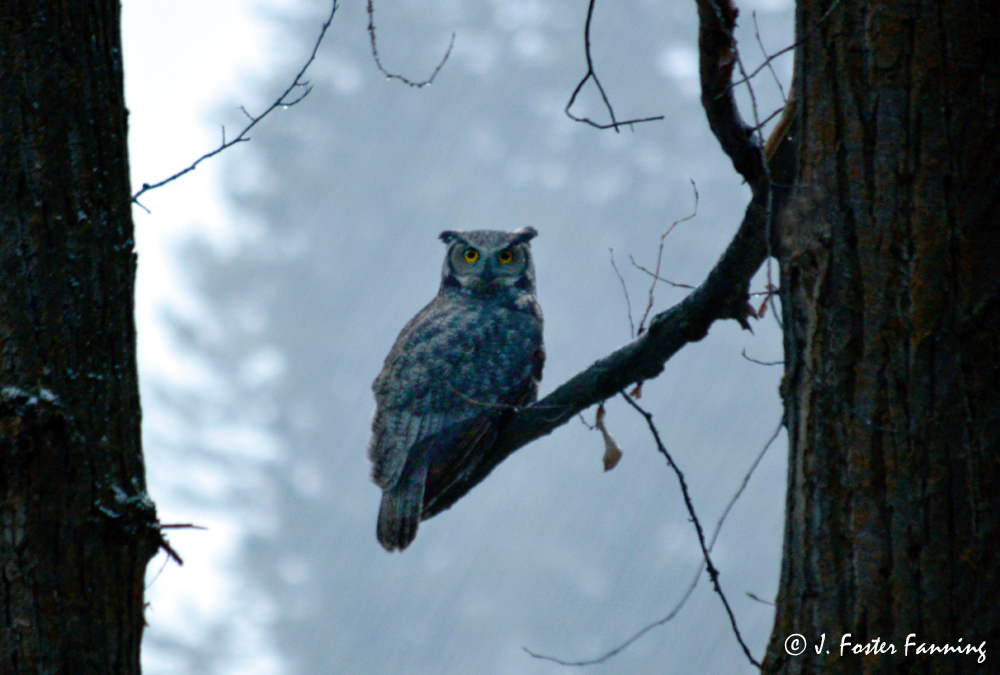 Ferry County, Washington State, U.S.A. Great Horned Owl of Ferry County
