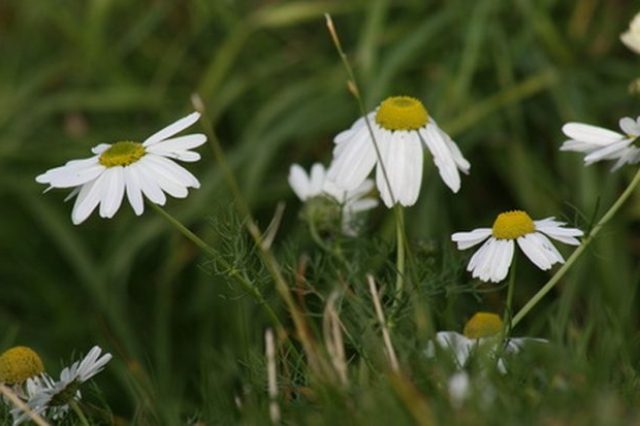 Different Types Of Flowers And Plants Different Types Of Flowers And Plants