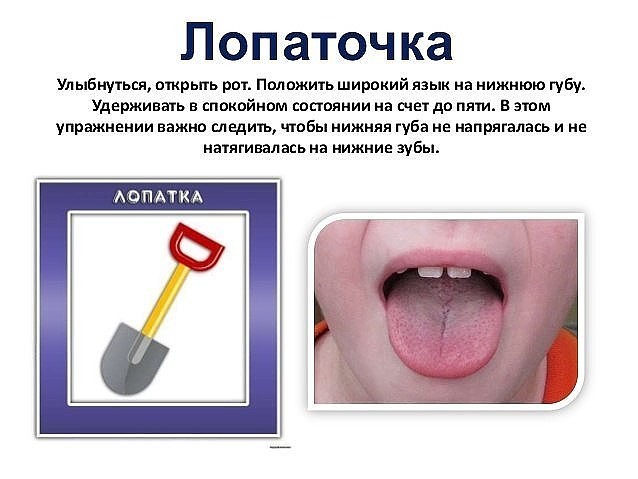 Артикуляционная гимнастика лопаточка в картинках