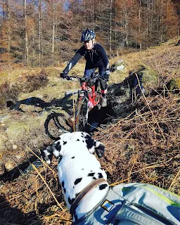 dalmatian dog watching woman mountain biking