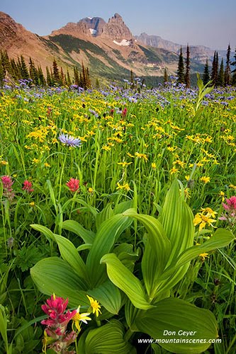 The Garden wall above flower meadows in Granite Park, Glacier National Park, Montana, USA.