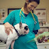 top 10 questions to ask your vet