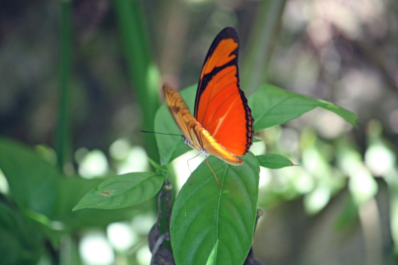 Emily Grace Neotropical Butterfly Farm