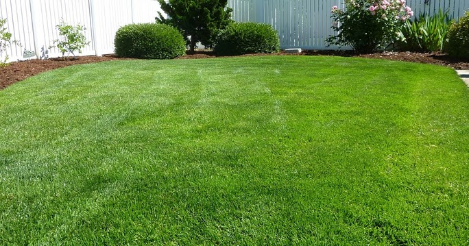 Agro Consejos: ¿CÓMO MANTENER UN CÉSPED SALUDABLE?