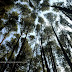 Ekowisata Hutan Pinus Sumber Jaya Lampung Barat