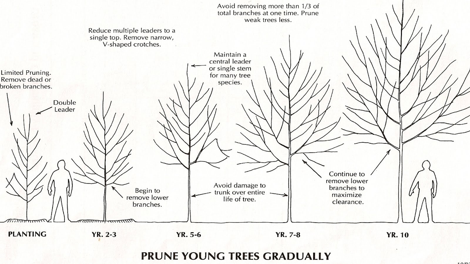 Pruning Pruning Tree Branches Tree Choices