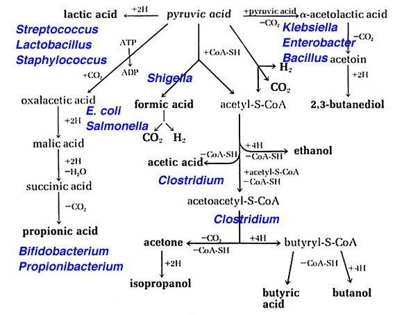 Biochemical Chart For Identification Of Bacteria