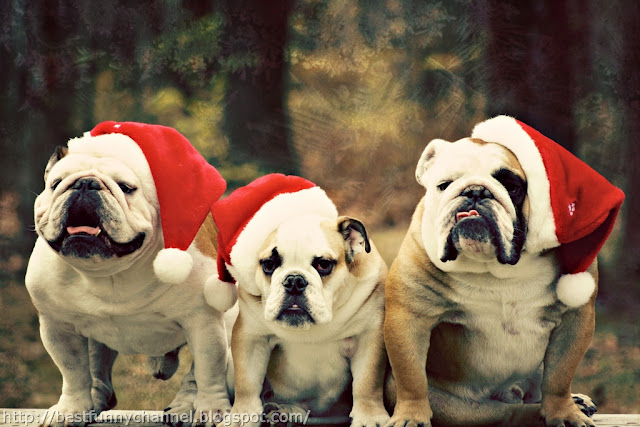 Three funny Christmas dogs.