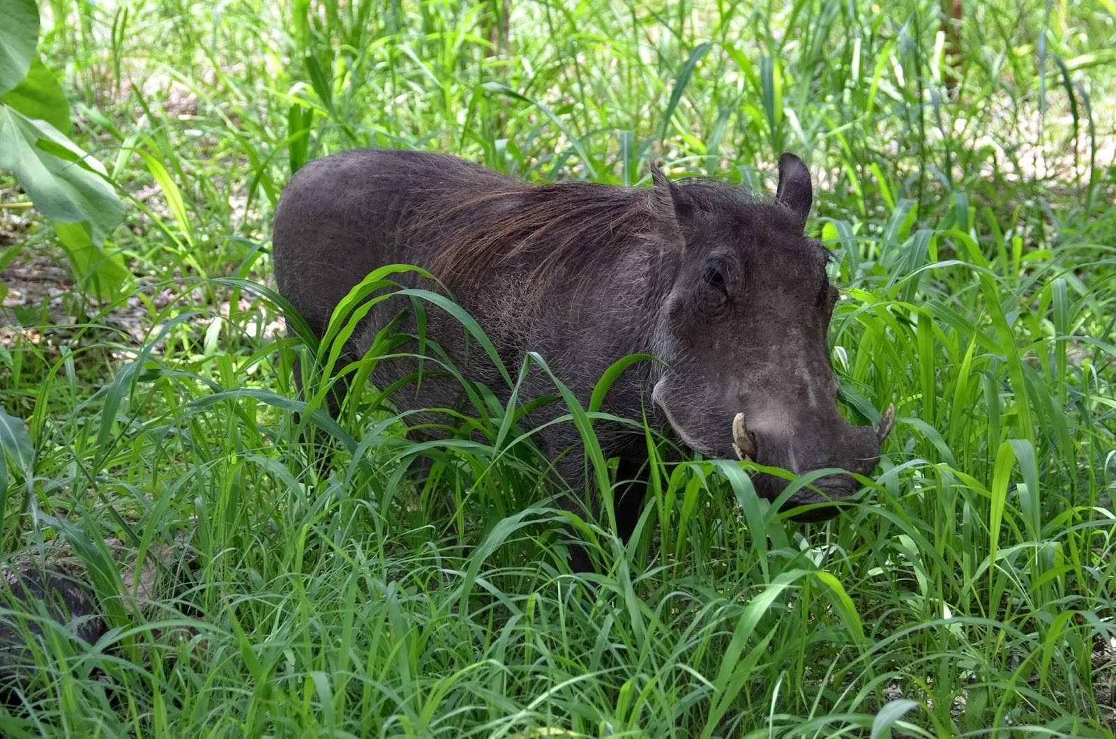 victoria falls warthog