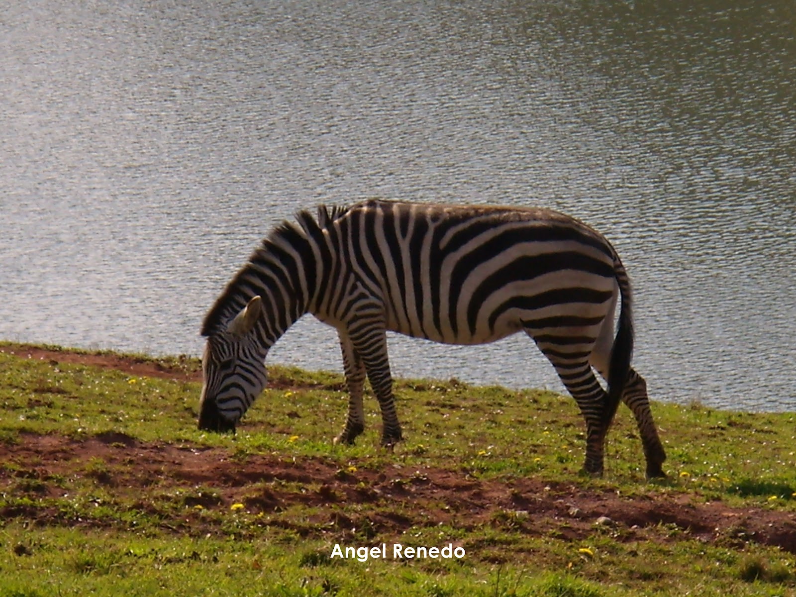 CANTABRIA, FOTOGRAFIA VIVA Cebra