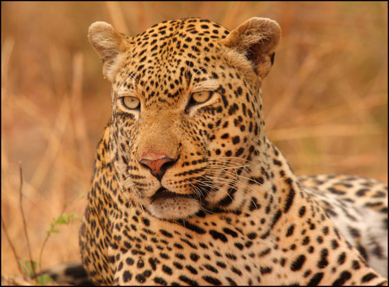David M Wilson Photography: Leopards