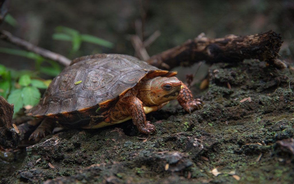 Genus Rhinoclemmys - Kura kura Kayu ( Wood Turtle ) - Turtle of the ...